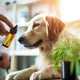 Why Choose Homeopathy for Your Pets? A Safe & Natural Veterinary Solution