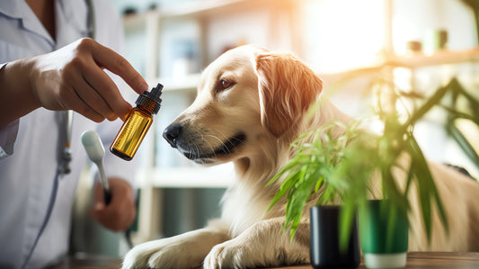 Why Choose Homeopathy for Your Pets? A Safe & Natural Veterinary Solution