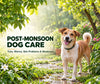 Post-Monsoon Dog Care: How to Prevent Ticks, Worms, Skin Problems and Weakness