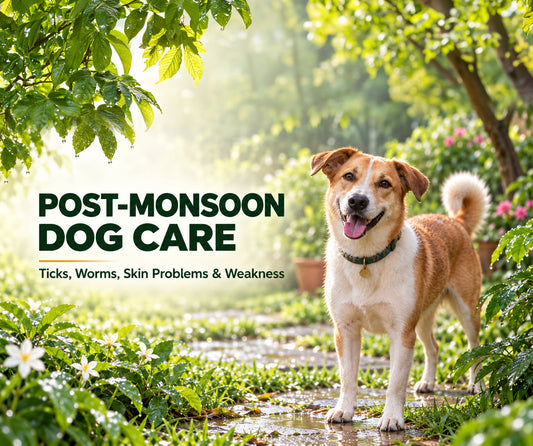 Post-Monsoon Dog Care: How to Prevent Ticks, Worms, Skin Problems and Weakness