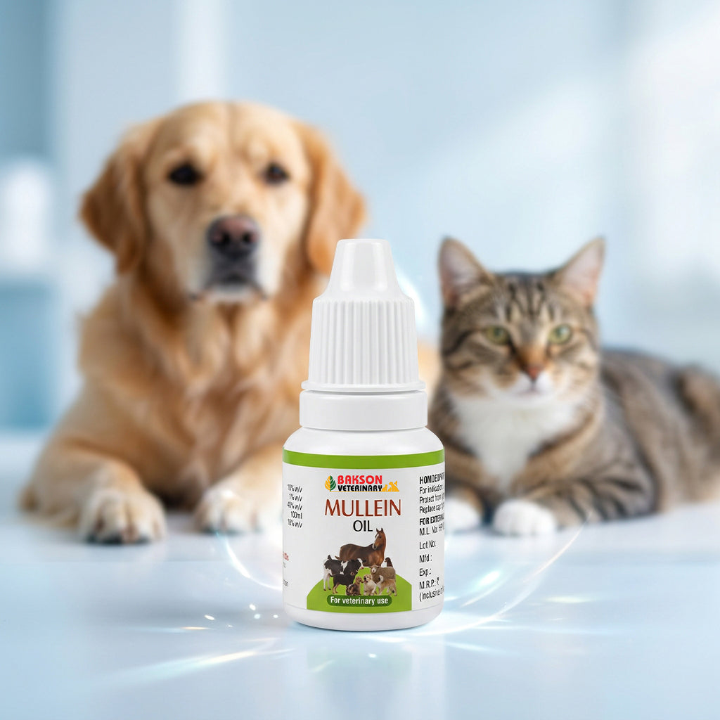 Mullein Oil
